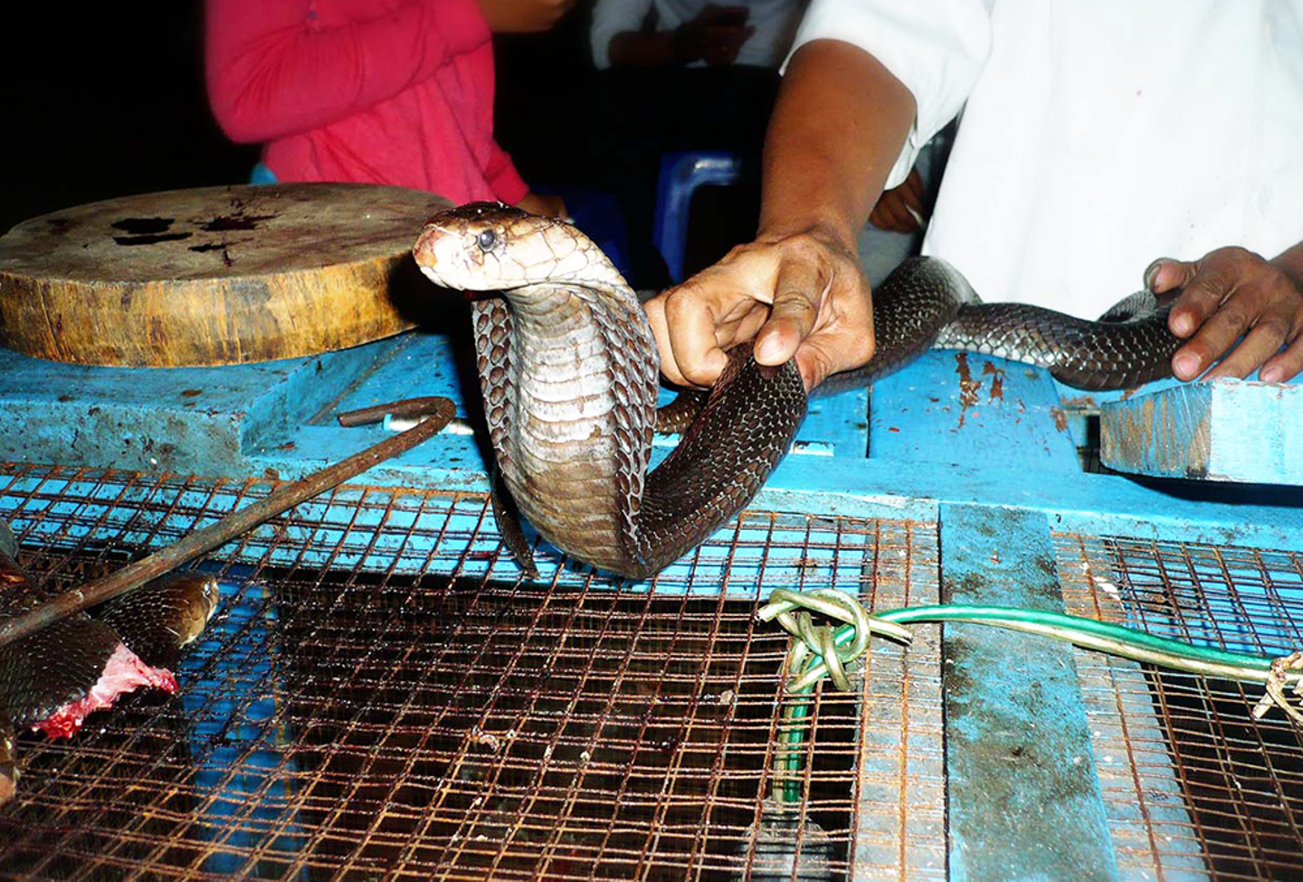 змеи вьетнама описание