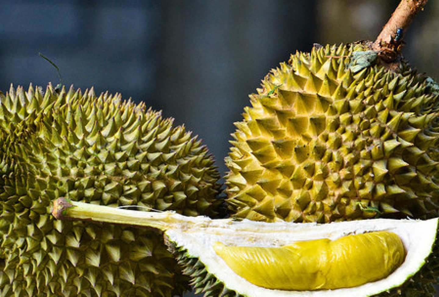 Khasiat Ajaib Tak Terduga dari Kulit Durian 