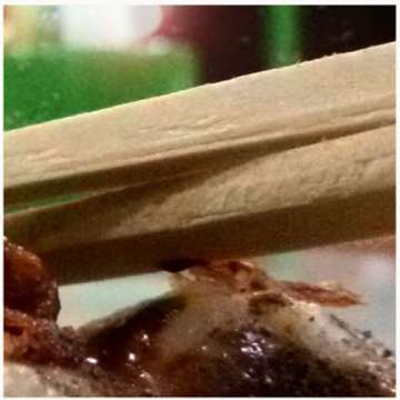 Bakso Coblos Non-njok - photo 3