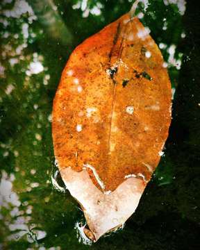 Fall.., #leaf #leafs #fallleaf #potd #mobilephotography #asuszenfone3zoom #asuszenfonezooms #asusphotography #manualmode #fotoiseng #asaljepret
