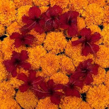 The beauty of marigolds + hibiscus 🌺 #islandofthegods