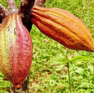 Cacao is grown right here on our property!🌱 #polyphenols found in cacao are good for the #heart ❤ Raw cacao love! 🌿❤️