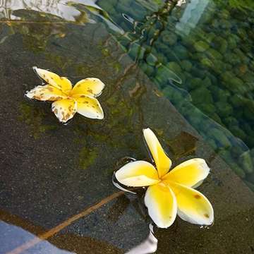 Drifted #flower #frangipani